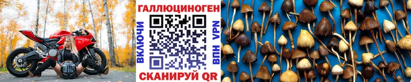 Псилоцибиновые грибы Psilocybine cubensis  где продают наркотики  Стародуб 